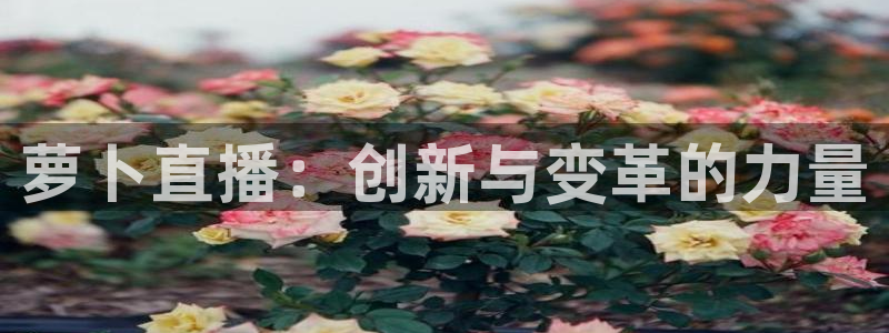 857体育直播间：萝卜直播：创新与变革的力量